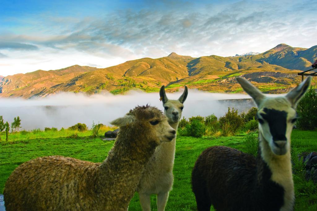 Las Casitas, A Belmond Hotel, Colca Canyon Yanque Екстериор снимка